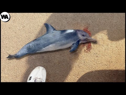 Видео: Никогда Не Бросайте Детенышей Дельфинов Обратно в Воду