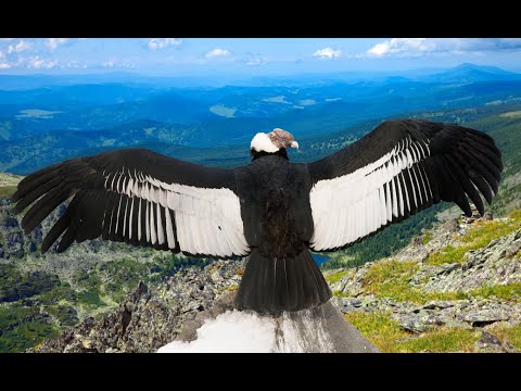 Видео: др Растислав Стојсављевић - „Под крилима кондора”