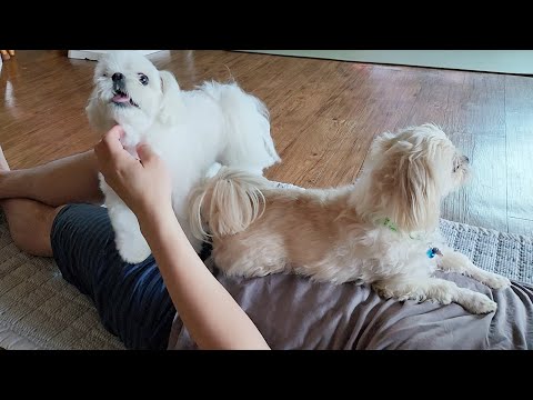 Видео: Эгоистичный щенок, который просит, чтобы только я была красивой