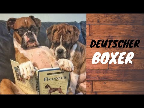 Видео: Немецкий боксер. Как научить командам, приучить к поводку и оставаться одному?