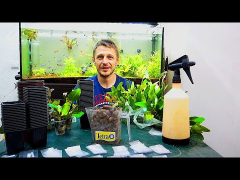 Видео: Мастер класс и супер пособие как посадить эхинодорус в стакан