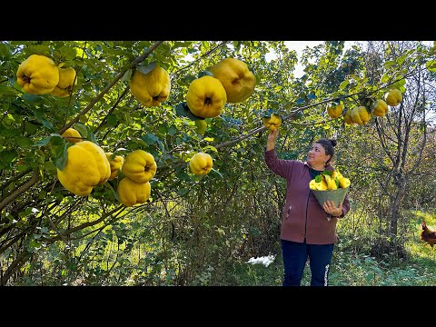 Видео: Собрали свежую крупную айву | Приготовление варенья, компота и рассола из айвы на зиму