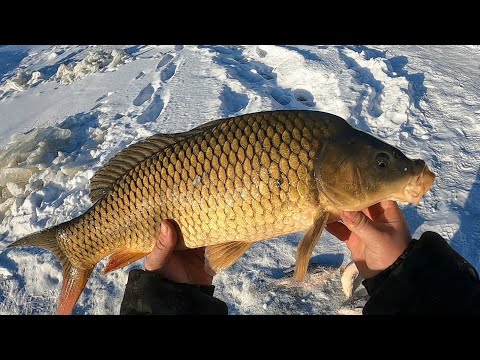 Видео: ОГРОМНЫЕ ЯЗИ И НЕ ТОЛЬКО! Рыбалка на паук в ледяной проруби!