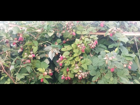 Видео: Осенняя обрезка малины!Путь к богатому урожаю!