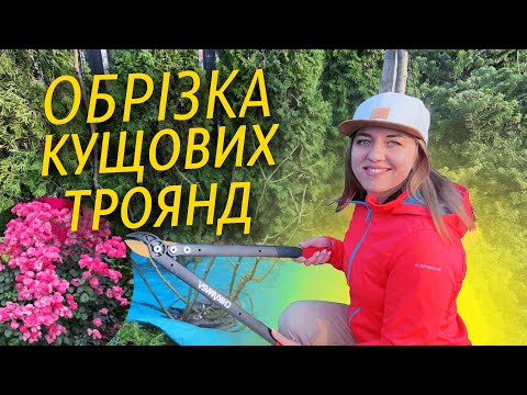 Видео: ОБРІЗКА КУЩОВИХ ТРОЯНД. ФЛОРІБУНДА ANGELA