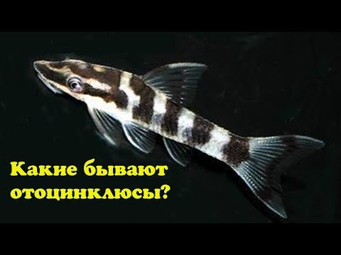 Видео: Какие бывают отоцинклюсы?