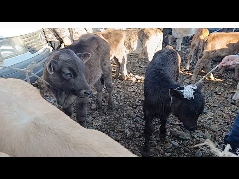 Видео: ЖАШ ТОРПОКТОР ТАРТЫЛГАН ТАСМА ТОКМОК МАЛ БАЗАР 2-НОЯБРЬ мал КӨП ЭКЕН 