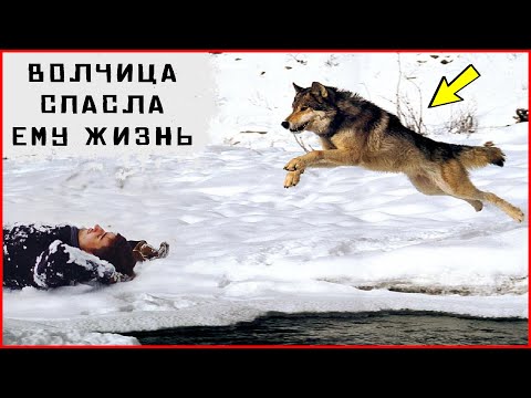 Видео: Волчица спасла человека и изменила его судьбу. Таежные истории. Аудио рассказы. Случай в тайге