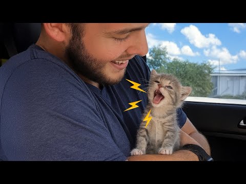 Видео: Коты, которые разбивают сердце мужчины с первого взгляда 😻 Милое видео с котом и человеком!