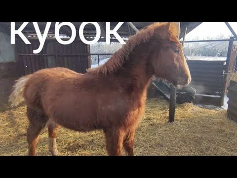 Видео: Выпустил жеребят размяться.| Жуза и её подруга сами по себе.