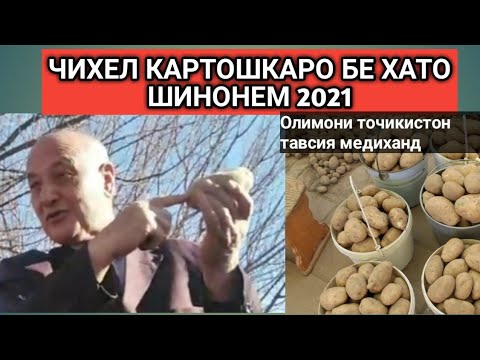 Видео: Кишти картошка чихел бехато шинонем 2021 кишоварз дехкон семинар