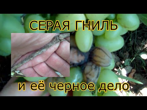 Видео: СЕРАЯ ГНИЛЬ и её черное дело