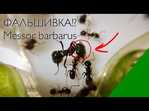 Видео: Кровавый НЕ обзор Messor barbarus