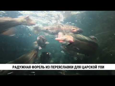 Видео: Радужная форель из Переяславки для Царской ухи