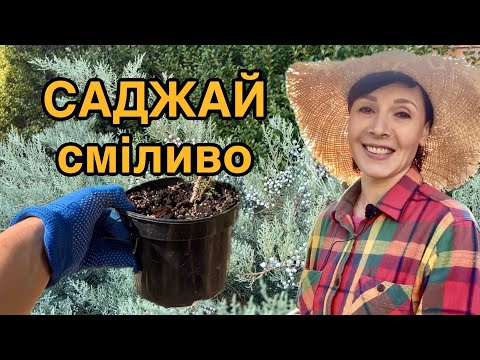 Видео: Якщо не маєте таких ялівців-саджайте !