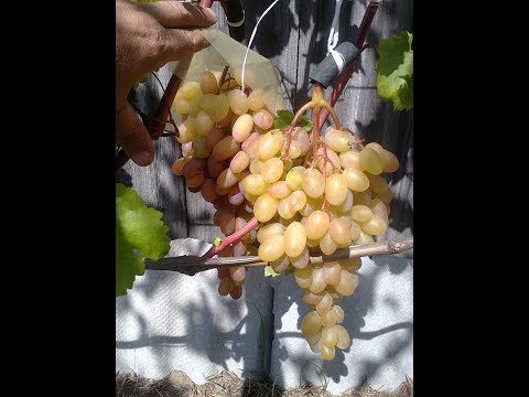 Видео: Создаём большие грозди винограда. Открытый грунт. Север.