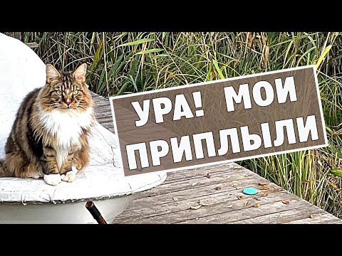 Видео: Кошка Анфиса и её друзья. Как белые лебеди и утки переносят зимние холода?