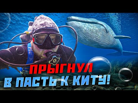 Видео: Киты и подводный мир  Тимора!