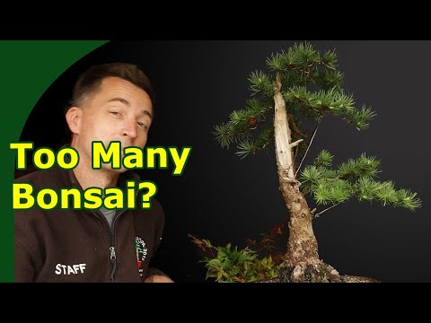 Видео: У вас слишком много бонсай?