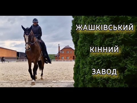 Видео: Після відвідування кінного заводу я полюбила коней