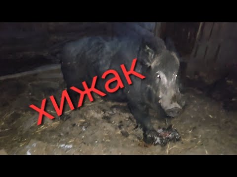 Видео: ДИКИЙ КАБАН НІЧНИЙ ХИЖАК І МИСЛИВЕЦЬ