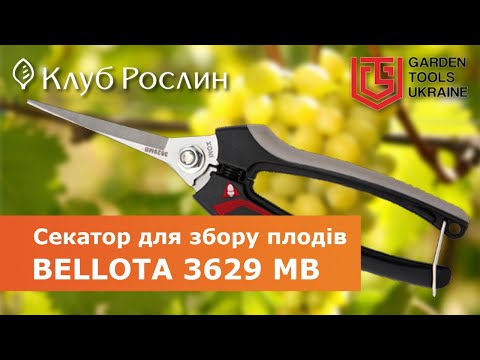 Видео: Секатор-ножницы Bellota 3629 MB для сбора плодов и мелкой обрезки (Испания)