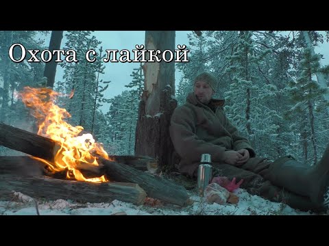 Видео: Охота на глухаря и куницу,подняли лося. Натаска охотничьей собаки. Первые успехи.