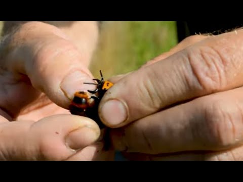Видео: Зубатый монстр