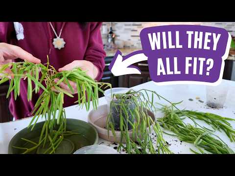 Видео: Пересадка и чат: 🌿 Hoya Edition + обновление Honest Life