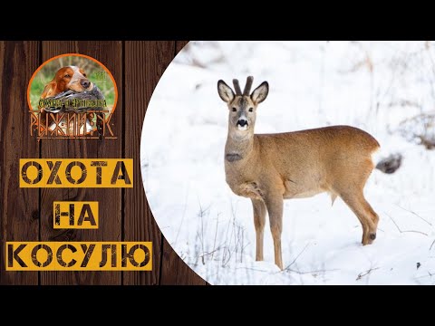 Видео: Шикарный выстрел! Охота на сибирскую косулю с подхода.
