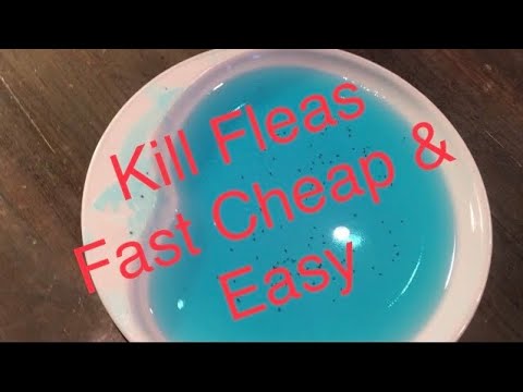 Видео: Как избавиться от блох быстро, дёшево и просто. Ссылки/информация в описании 👇🏻