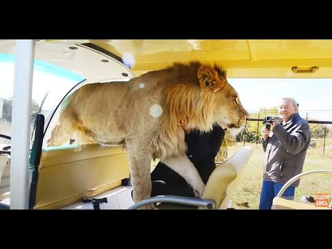 Видео: Лев ЗАПРЫГНУЛ в МАШИНКУ и выгнал всех людей! Тhe lion jumped into the car! Тайган.Крым.