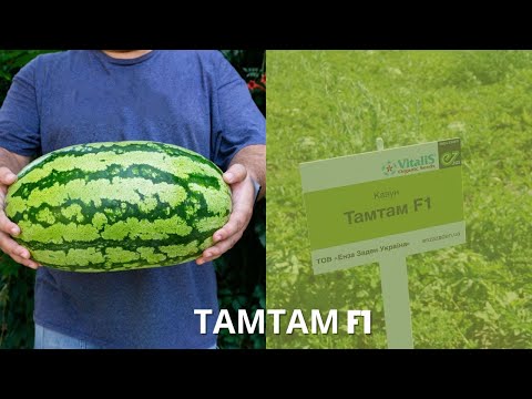 Видео: Відкрили таємницю! Суперсмачний Тамтам F1 на дні поля