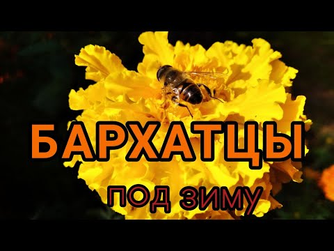 Видео: БАРХАТЦЫ под зиму в мерзлую землю  Посев с учетом климата местности