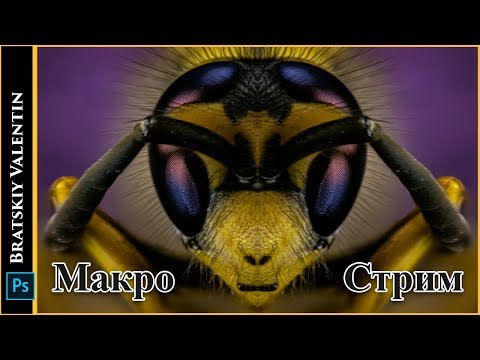 Видео: Макрофотография как стиль жизни