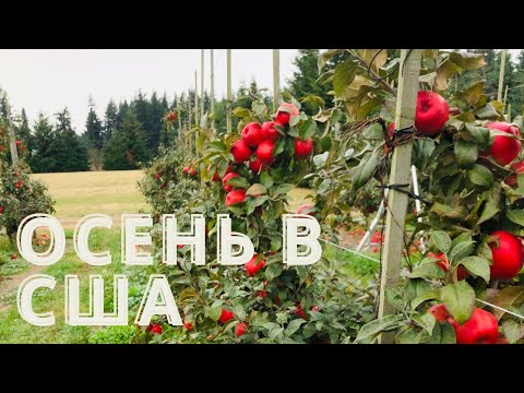 Видео: МОЯ "РАБОТА" В США. Собираем урожай яблок. Цены в США.