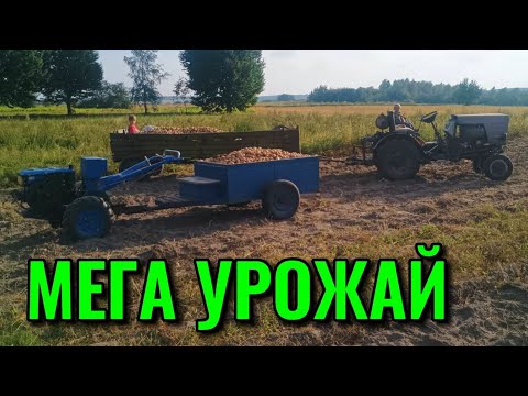 Видео: Копаємо КАРТОПЛІ 2025. КАРТОПЛЯ вродила гарно.