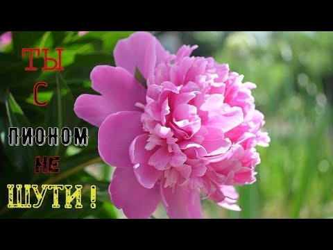 Видео: Пион - лучшее лекарство от нервов!