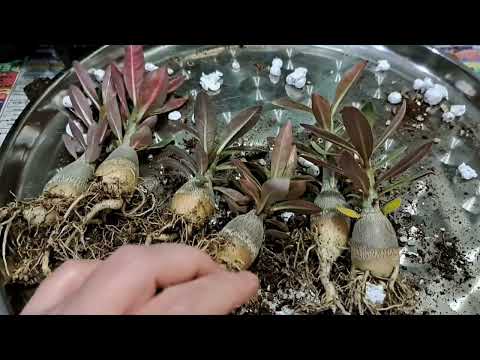Видео: Адениум. Корневая система в 4 месяца. Мифы центрального корня. Часть 2.