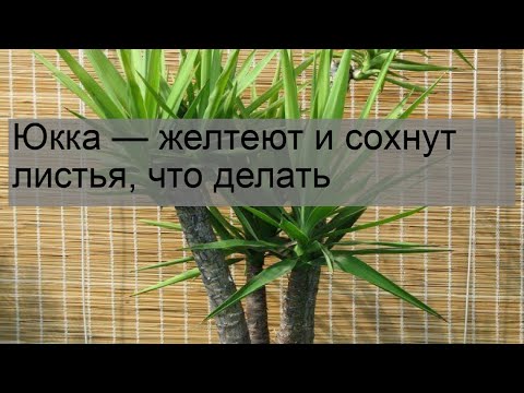 Видео: Юкка — желтеют и сохнут листья, что делать