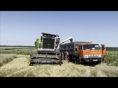 Видео: 🛑ЖНИВА 2025 Офіційно ЗАВЕРШЕНО Результати ранніх зернових радуюють Комбайн CLAAS Mercator КаМаз Газ❗