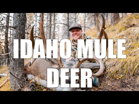 Видео: Успех генерала Айдахо Мул-Дир!