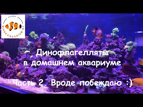 Видео: Морской аквариум 500 литров. Динофлагелляты. Почти победа.