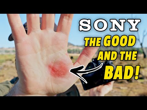 Видео: Мой опыт работы с SONY: плюсы и минусы для дикой природы