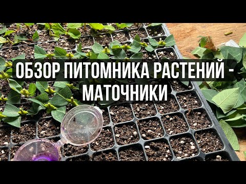 Видео: 1. Обзор  питомника растений // Маточники