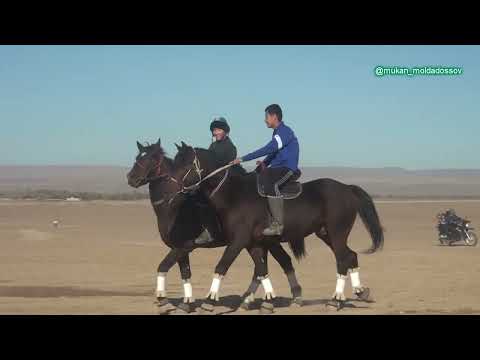 Видео: Смағұловтар әулетінің елден бата алу той көкпары Майдантал 15.11.2023