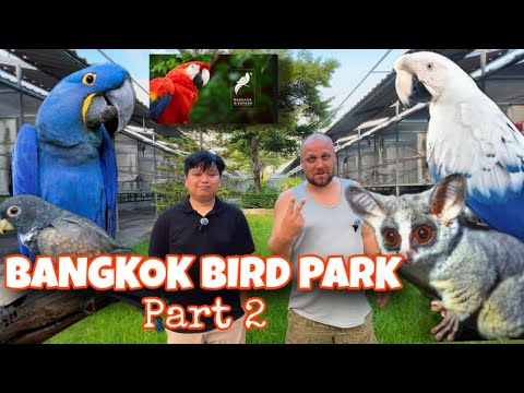Видео: РЕДКИЕ ПОПУГАИ!!! - Часть 2 (ПАРК ПТИЦ БАНГКОКА)
