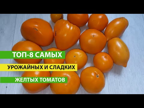 Видео: ТОП 8 Самые урожайные ЖЕЛТЫЕ ТОМАТЫ с потрясающим вкусом, ЛУЧШИЕ СЕЗОНЕ