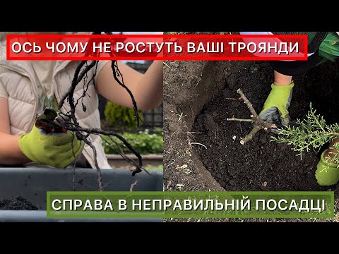 Видео: Посадка троянд у відкритий ґрунт. Як садити різні види троянд.