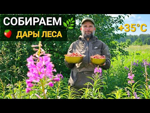 Видео: ❗️СБОР И ЗАГОТОВКА 🌿ИВАН-ЧАЯ, 🌿ЛЕСНОЙ КЛУБНИКИ И 🌿ГРИБОВ